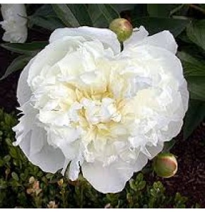 ΠΑΙΟΝΙΑ ΛΕΥΚΗ.....-PAEONIA   DE NEMOURS